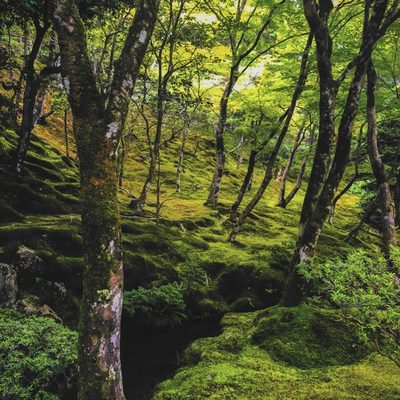 Forest and environmental protection